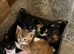 Very cute kittens looking for forever homes