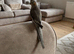 Baby cockatiel