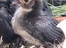 FREE 3 x 3 week old Barbu D'uccle chicks