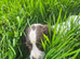 Springer Spaniel Puppies