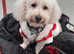 Alfie Super Stud