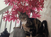 Adorable Bengal mix 3yo neutered Female