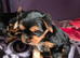 Stunning male Yorkshire Terrier available.