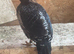 Kalij pheasant pair