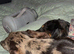 2 dachshund for rehoming