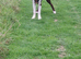 Frankie collie x huntaway