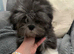 Adorable Lhasa Apso Boy pups ready now