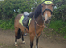 Lovely 13.2 gelding