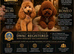 DWKC registered ESPONJOSO Exclusive Half Asian Toy Poodles | August 2026
