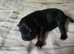 Lakeland terriers