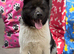 KC Registered American Akita Puppy