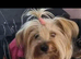 Gorgeous Yorkshire Terrier Puppies