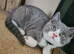 British shorthair 2 BOYS LEFT