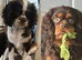 Chocolate Ruby Cavalier King Charles Spaniel