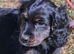 Female cockapoo x cockailer puppy for sale