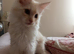 Ready Now- Full Male Maine Coon