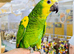 Baby Hand reared Blue fronted amazon available.21