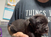 Great Dane X Mastiff Daniff Girls.