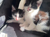 Kittens x 2 litters