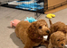 Poodle