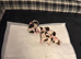 Beautiful Malshie puppies