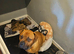 Dogue de bordeaux mix