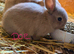 Chocolate carrier mini lop babies