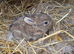 Baby rabbits for sale