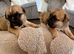 British bull dog cross pug puppies