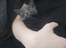 Gorgeous blue male bsh Cross kitten needs a home