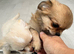 Kc long coat chihuahuas