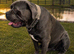 Blue looking for a Forever home