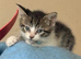 4 x kittens