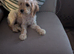 Male cockapoo