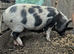 Pair of pet pigs