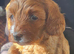 Toy f1b cavapoo puppies