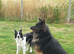 1 GIRL AVAILABLE shollie puppies