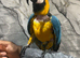Talking Tame Blue & Gold Macaw Parrot,1