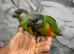 Ready Now Baby Handreared Senegal Parrot