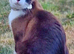 Missing Brown Ragdoll Cross Cat