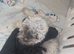 Shihpoo puppies for sale