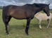 Stunning gentleman gelding
