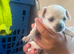 Stunning chihuahua puppies