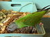 Senegal parrot