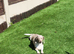Minuture Dachsund