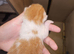 Ginger Kittens ForSale