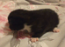 Beautiful kittens half British shorthair