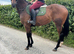 Lovely 3 yr old filly