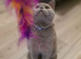 BSH boy 6 months old