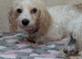 Poodle x female 5 years old